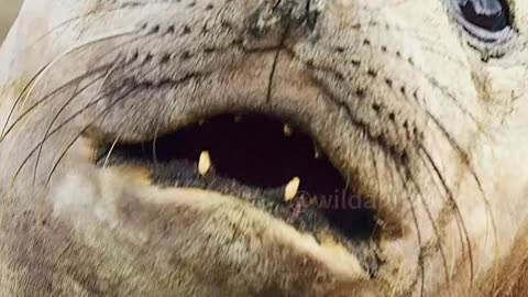 Wildlife with a natural perspective & funs.