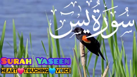 Surah Al-Yasin - Surah Al-Yaseen Complete Beautiful Recitation