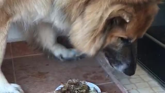 Cute Leon Shepherd Eats Bones