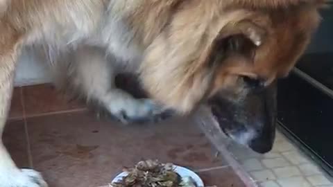 Cute Leon Shepherd Eats Bones