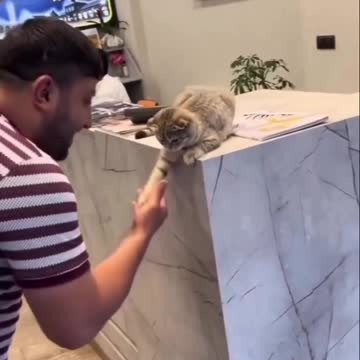 Everyone respects this cat