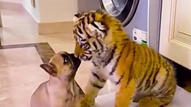 Little Tiger and Puppy