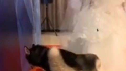 Dog funny video