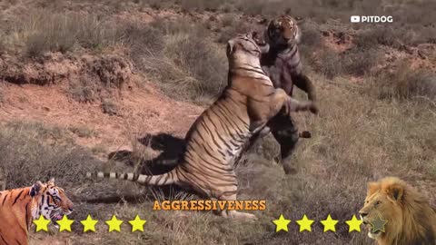 Lion vs Tiger!!