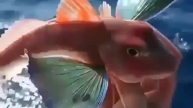 Like a flower fish