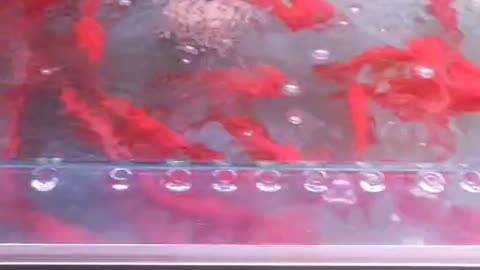 Beautiful scenery in glass fish tank and cement fish tank