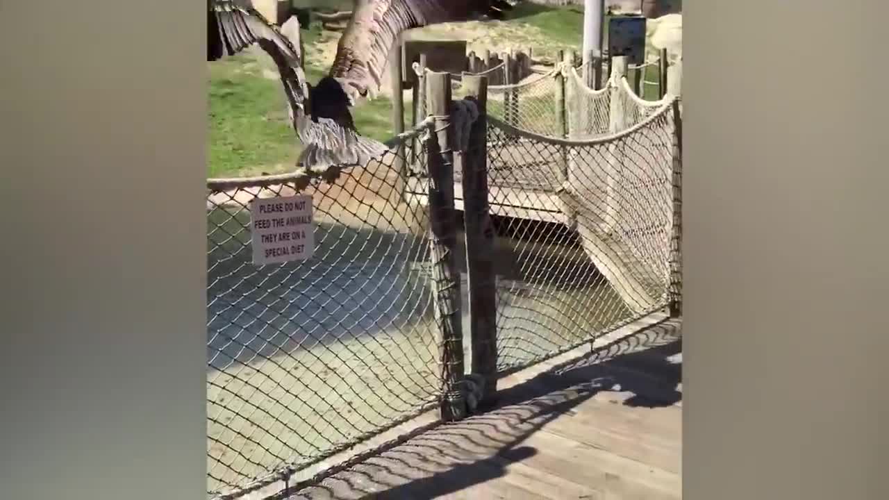 TRY NOT TO LAUGH CHALLENGE #1- Baby Shark Doo Doo
