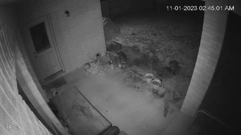Trash Panda Rampage