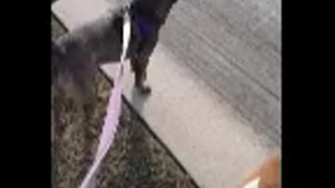 Claire Bear has a New Harness