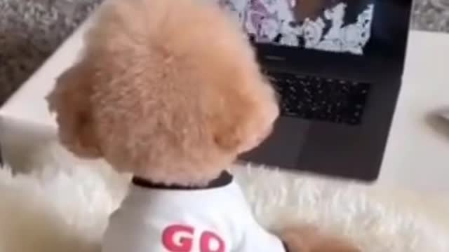 Cute Puppies - Funny Reaction