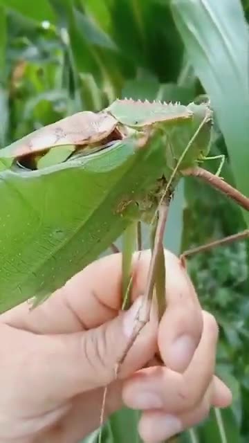 Funny Animals Videos