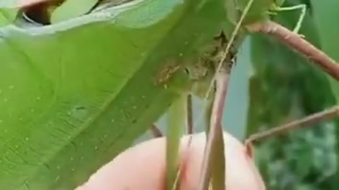 Funny Animals Videos