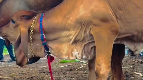 Cow 🐮 video/ My farm house 🏡. Indian