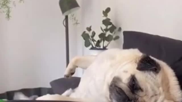 Funny Dogs