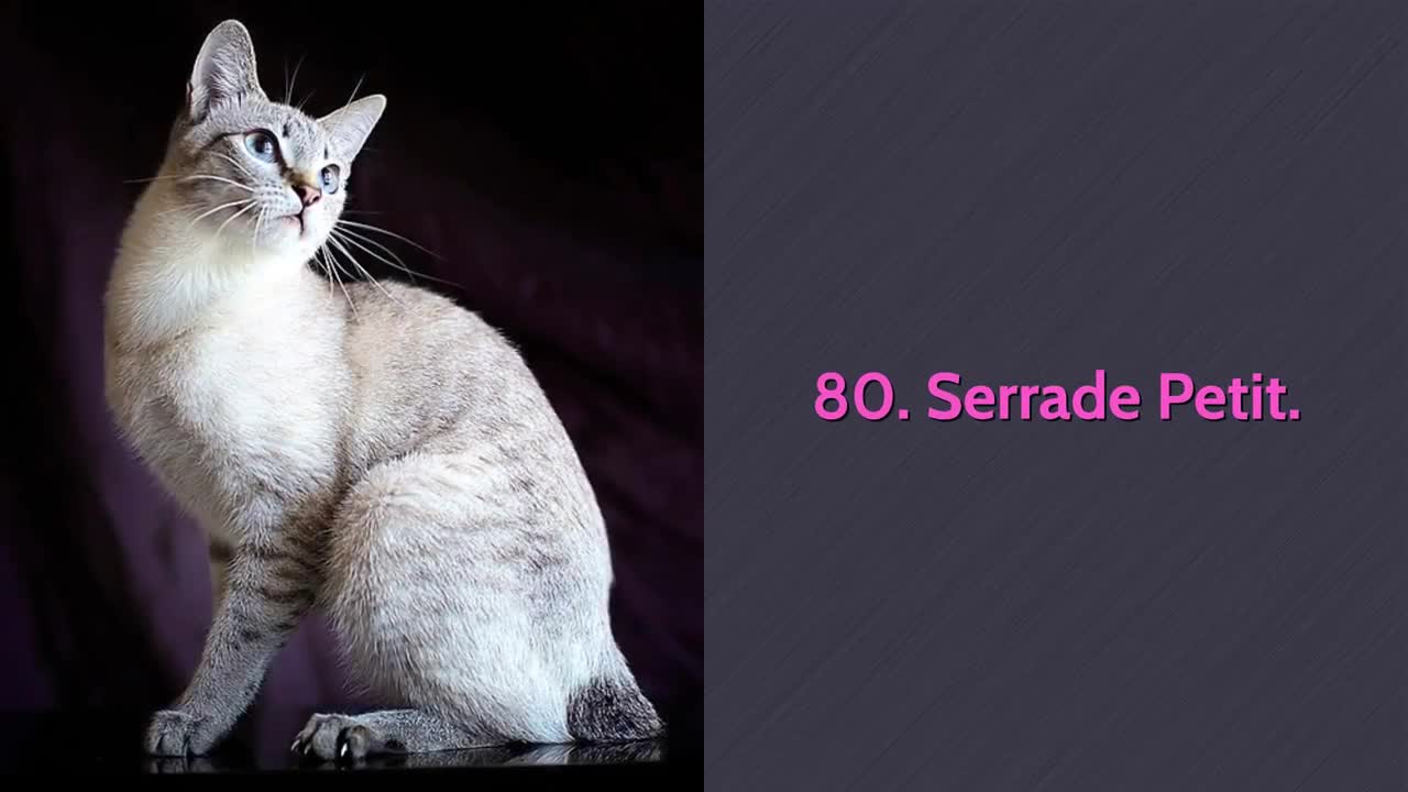 All cat breeds (A-Z) all 98 breeds with pictures