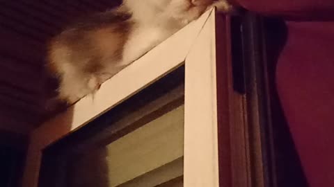 My cat meows up on the window Private video