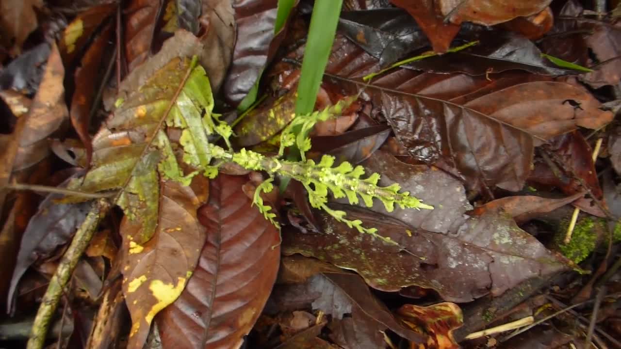 A surviving camouflage stick insect walking on dead leaves