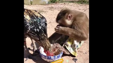 Funny Video Funny Animal video