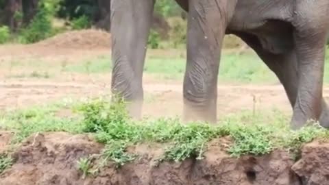 Elephant and lion|Animal Amazon jangal