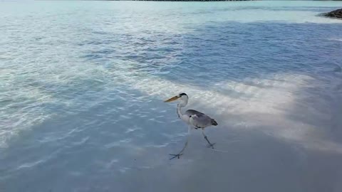 Shark attack in Maldives