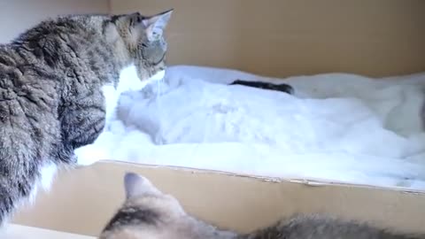 Daddy cat Coco meets baby kittens for the first time