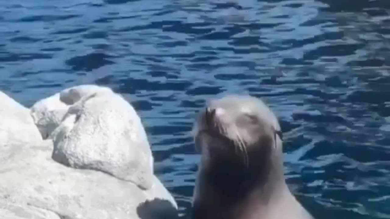 😂 Funny Seals Compilation 🥹 Adorable sea lions and seals