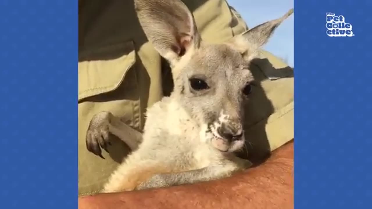 funny animal7