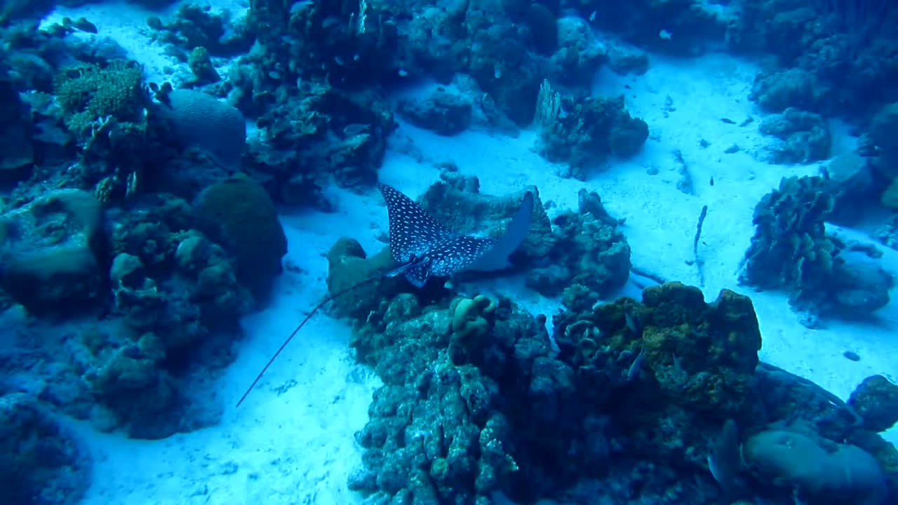 Spotted Eagle Ray