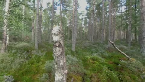 Unwind In A Forest In The Scottish Highlands | VR 180 | BBC Earth