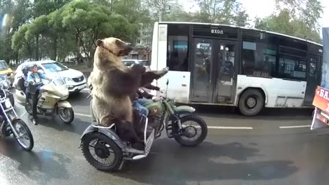 Bear On Motorcycle