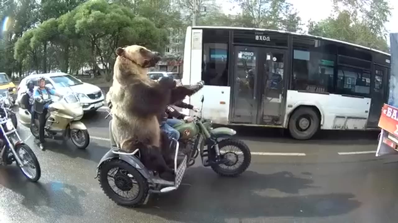 Bear On Motorcycle