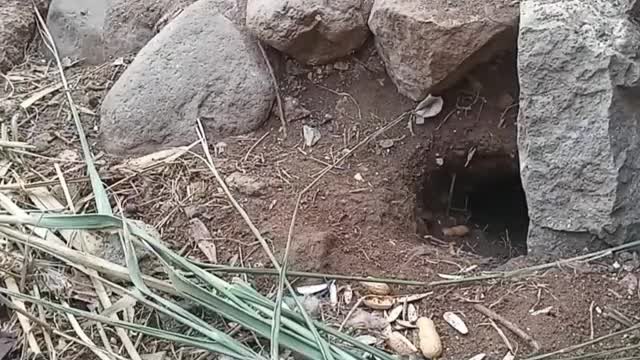 big black rabbit
