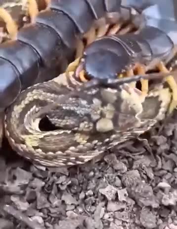 Snake fights centipede
