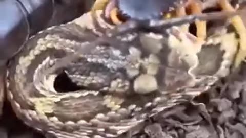 Snake fights centipede