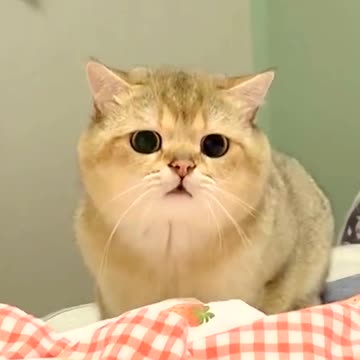 The little cat looked aggrieved.Can you comfort her?