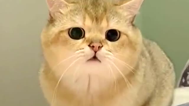 The little cat looked aggrieved.Can you comfort her?
