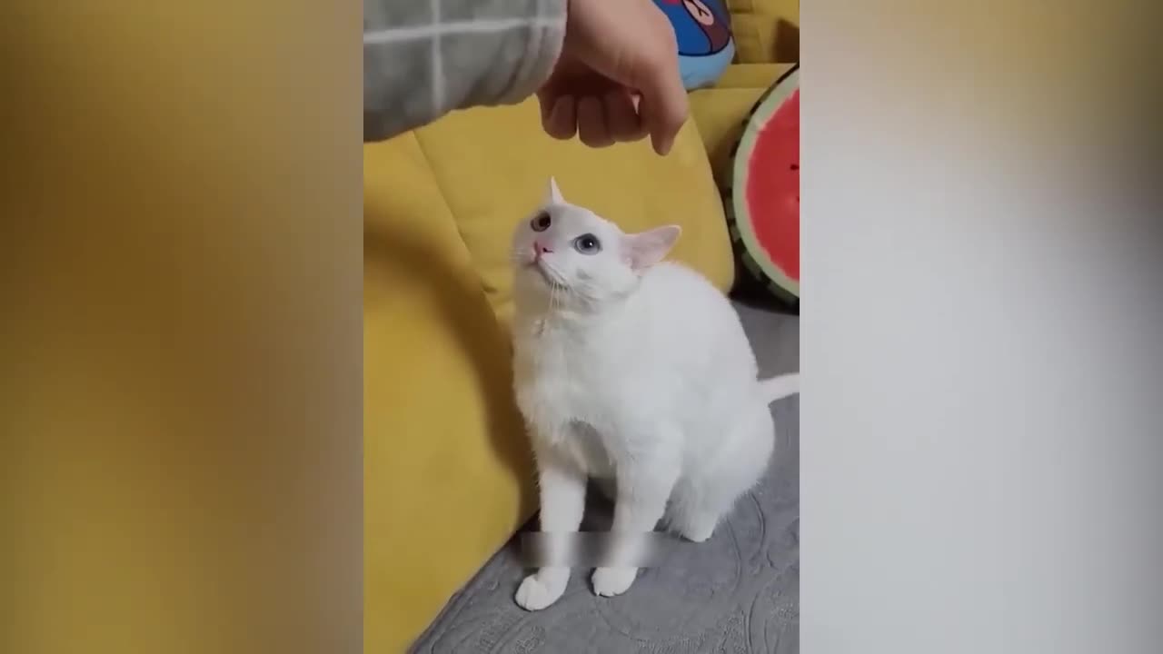 Funny dogs and cats videos try not to laugh 06