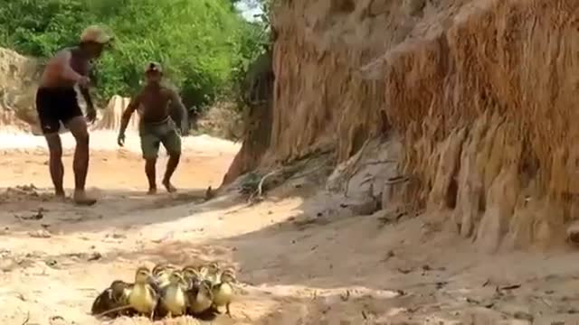 The snake and the young