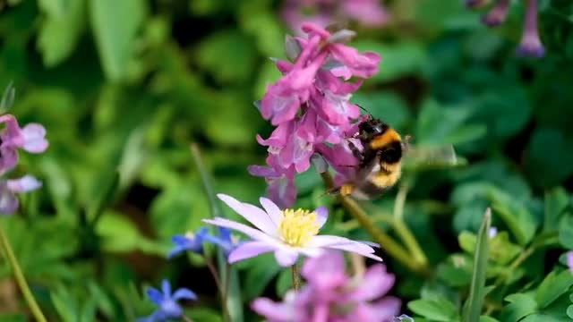 Bumblebee insect flower