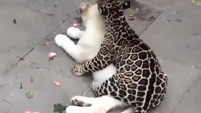 Funny animals videos “Lovelyy 😍🦁🦁🐕🐕”