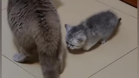 Cats is funny