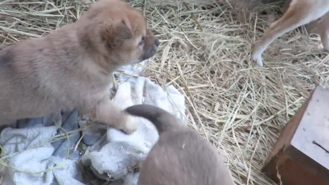 Two Baby dog are playing