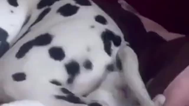 Dog won't let a cat to sleep
