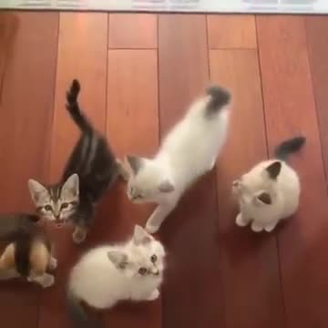 Cute Kittens Meowing For Food