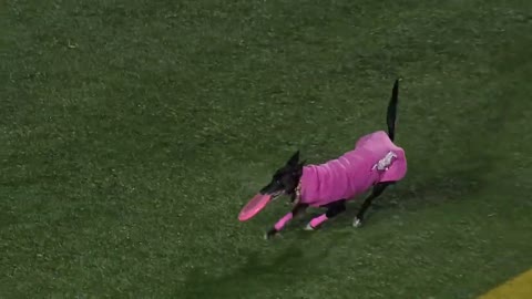 Record For The Longest Catch Dog Sporting Even