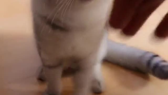 lovely cat