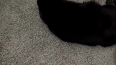 Adopting a Cat from a Shelter Vlog - Cute Precious Piper Relaxing By the Office Door #shorts