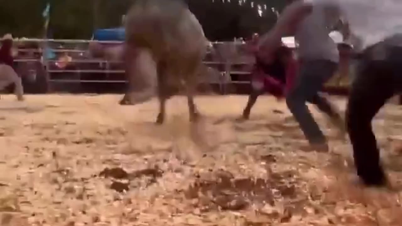 Man Ties Himself To Bull Gets Rag Dolled