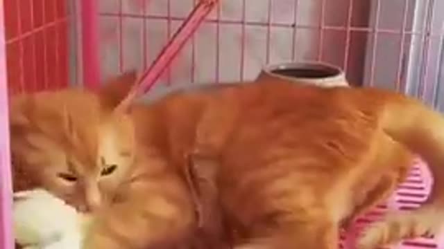 😂YOU LAUGH YOU LOSE! 😹Funny Moments Of Cats Videos Compilation - Funny Cat Life