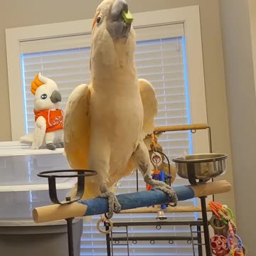 Wild fling! Then a relaxed chew on some lego